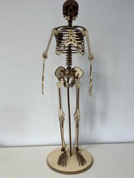 Human skeleton (Cool Human Skeleton) as a 3D model - RH Sied